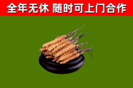 阿里烟酒回收冬虫夏草.jpg